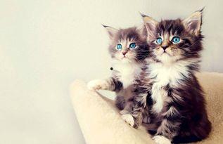 娱乐吃瓜酱猫猫,揭秘娱乐圈那些不为人知的幕后故事